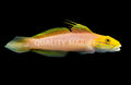 Bella Rose Sleeper Goby (Valenciennea bella) - photo courtesy Quality Marine