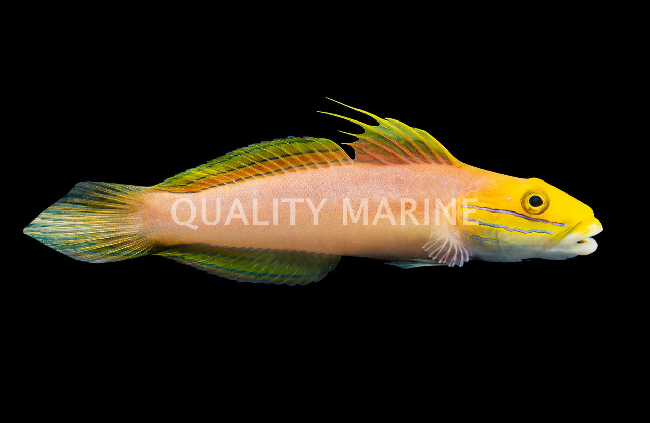 Bella Rose Sleeper Goby (Valenciennea bella) - photo courtesy Quality Marine