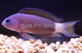 Whitetail Dottyback (Manonichthys alleni) - photo courtesy Quality Marine