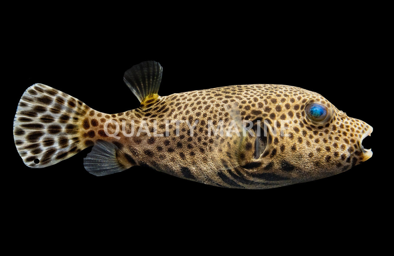 Starry Eye Leopard Puffer (Arothron stellatus, juvenile) - photo courtesy Quality Marine