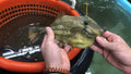 Caribbean Orange Filefish