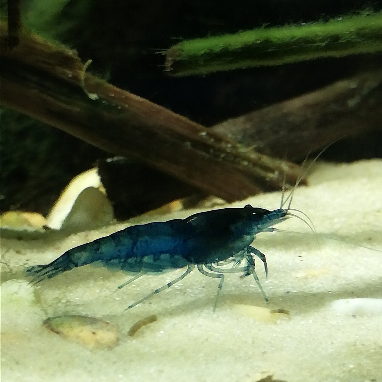 SS Grade Blue Dream Shrimp (Neocaridina sp.) - Photo: Roth 1312, CC BY 4.0, via Wikimedia Commons