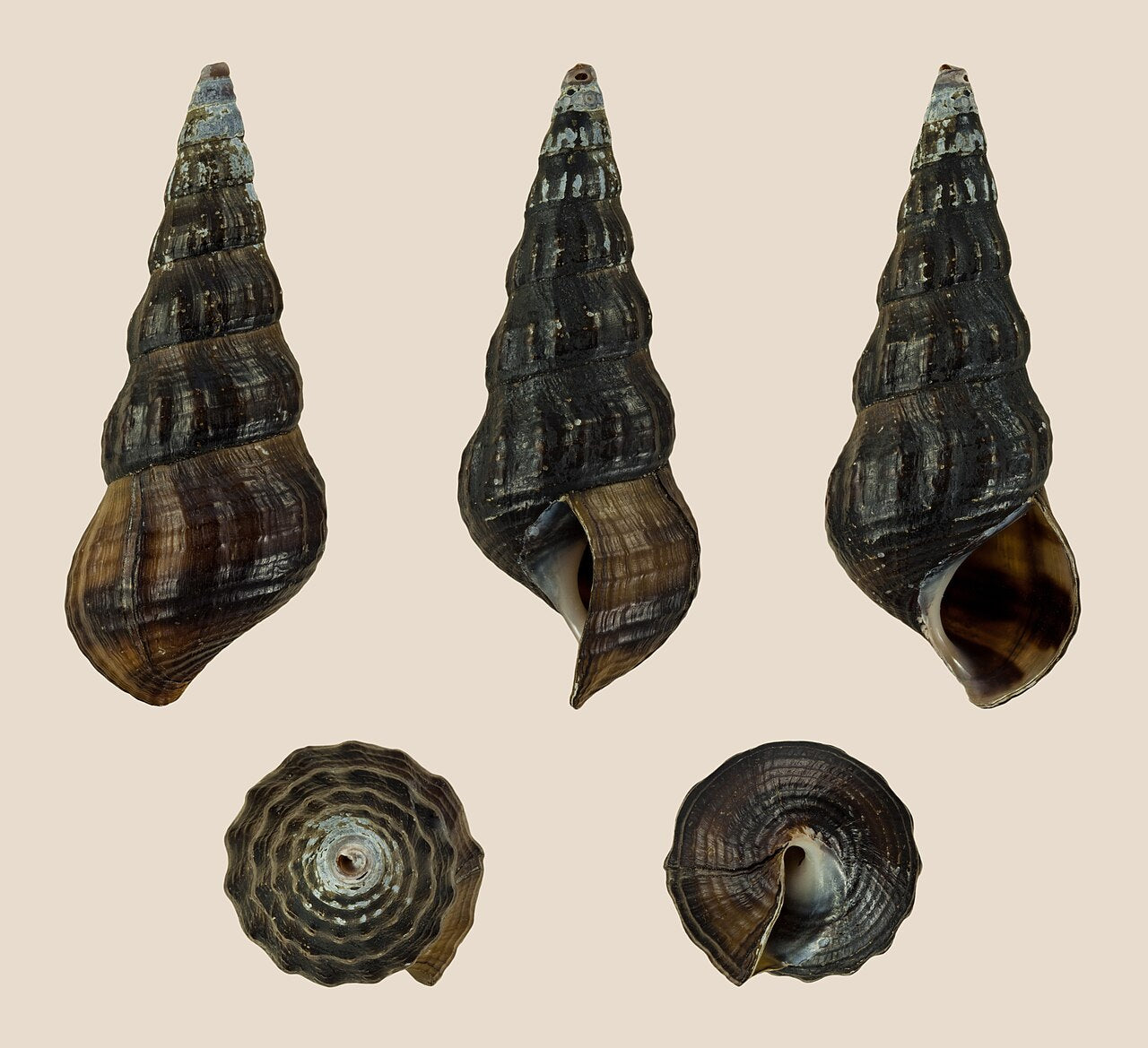 White Giant Tower Cap Snail (Brotia herculea) - Photo: H. Zell, CC BY-SA 3.0, via Wikimedia Commons