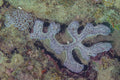 Green Branching Hammer Coral (Euphyllia ancora) — Photo: Diego Delso, CC BY-SA 4.0, via Wikimedia Commons