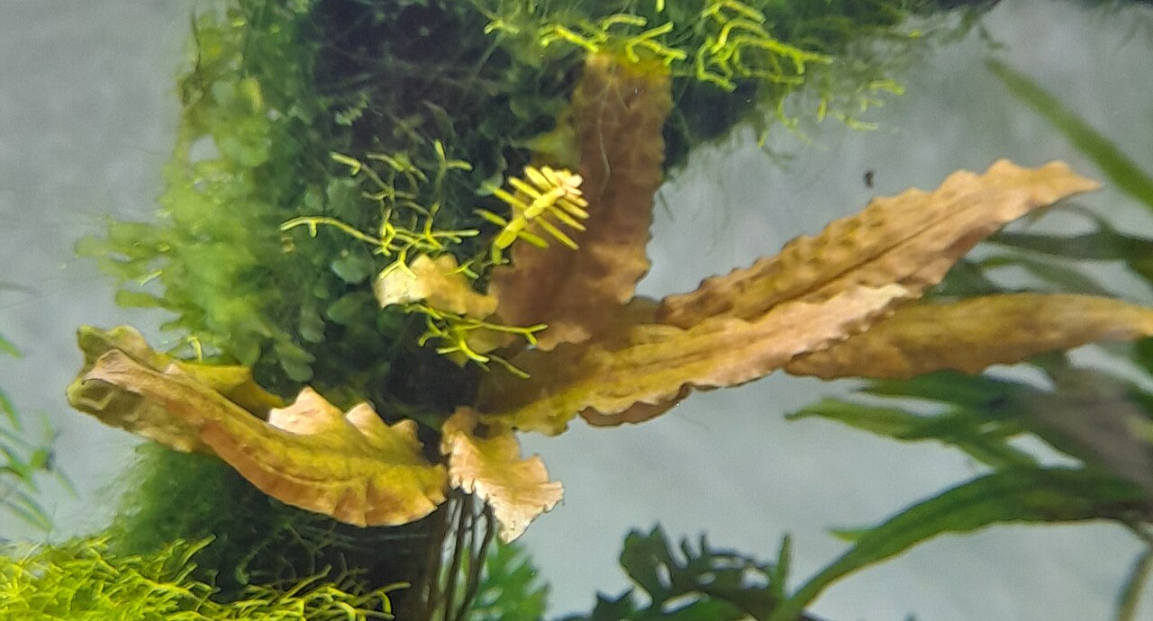 Cryptocoryne Tropica (Cryptocoryne wendtii 'Tropica') — photo: Yercaud-elango, CC BY 4.0, via Wikimedia Commons