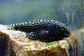 Vietnamese Gold Ring Pleco (Sewellia lineolata, gold ring butterfly / reticulated hillstream loach) - photo Spiketooth via Wikimedia Commons, CC BY-SA 3.0