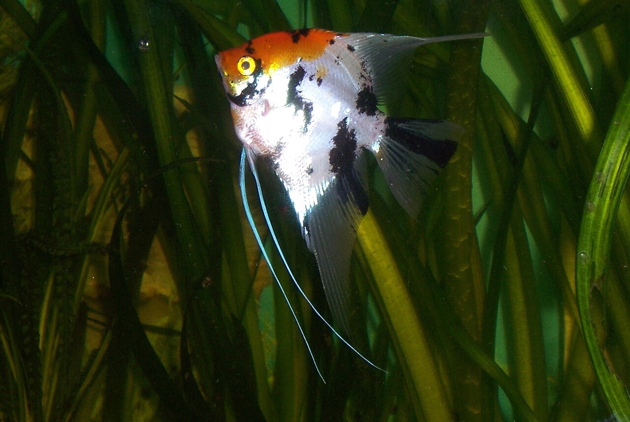 Tricolor Angelfish (Pterophyllum scalare) — photo: TrapperFrank, CC BY 2.5, via Wikimedia Commons