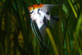 Tricolor Angelfish (Pterophyllum scalare)
