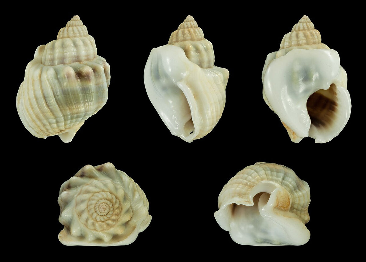 Green Nassarius Snail
