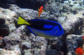 Yellowbelly Blue Hippo Tang (Paracanthurus hepatus)