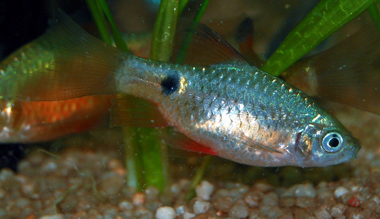 Longfin Rosy Barb (Pethia conchonius) — photo: Marrabbio2, CC BY-SA 4.0, via Wikimedia Commons