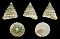 Pyramid Turbo Snail (Tectus fenestratus) - Photo: H. Zell, CC BY-SA 3.0, via Wikimedia Commons