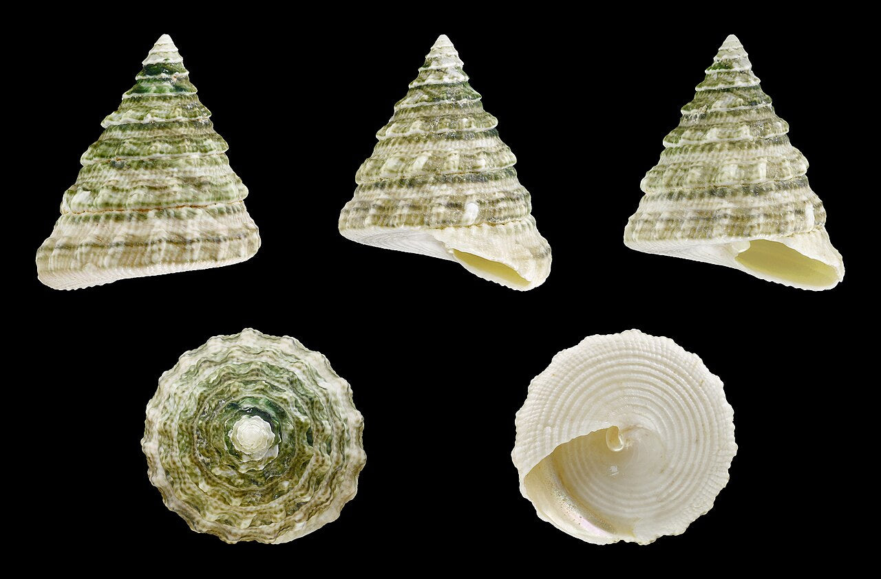 Pyramid Turbo Snail (Tectus fenestratus) - Photo: H. Zell, CC BY-SA 3.0, via Wikimedia Commons
