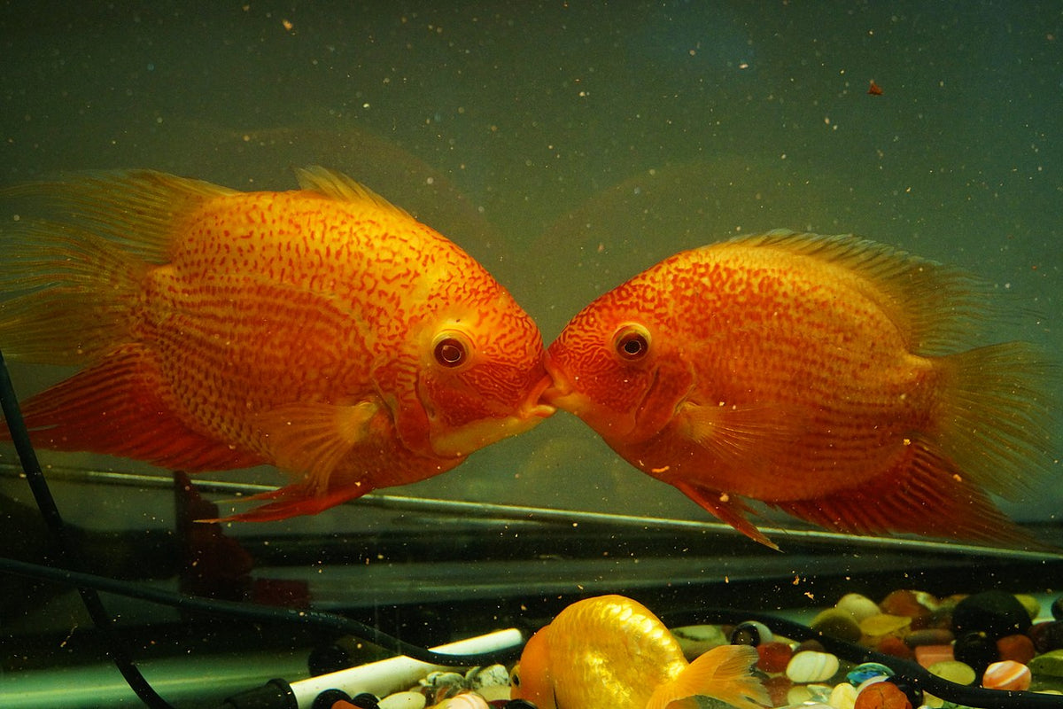 Red Severum (Heros sp.)