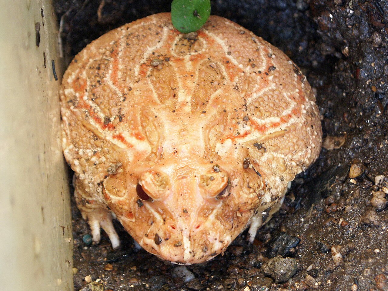 Albino Pacman Frog (Ceratophrys cranwelli) - Photo: lienyuan lee, CC BY 3.0, via Wikimedia Commons