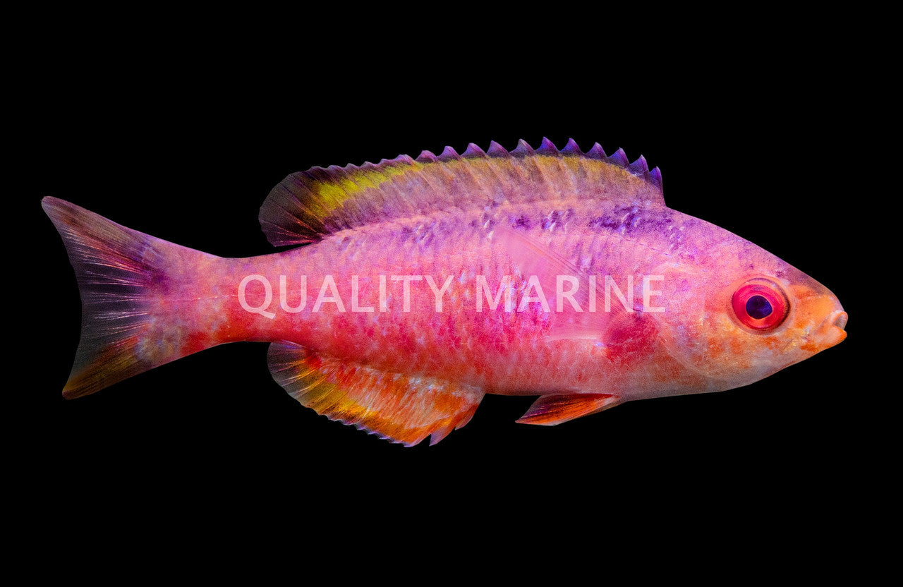 Creole Wrasse (Clepticus parrae) - photo courtesy Quality Marine