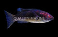 Brunneus Fairy Wrasse - Super Male (Cirrhilabrus brunneus) - photo courtesy Quality Marine