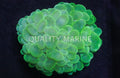 Green Bubble Coral