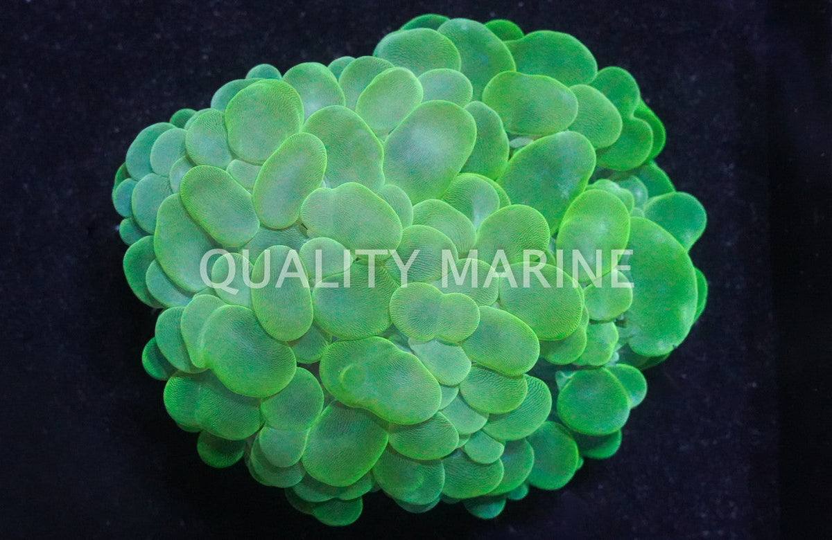 Green Bubble Coral
