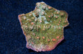 Green Chalice Coral