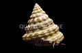 Pyramid Turbo Snail