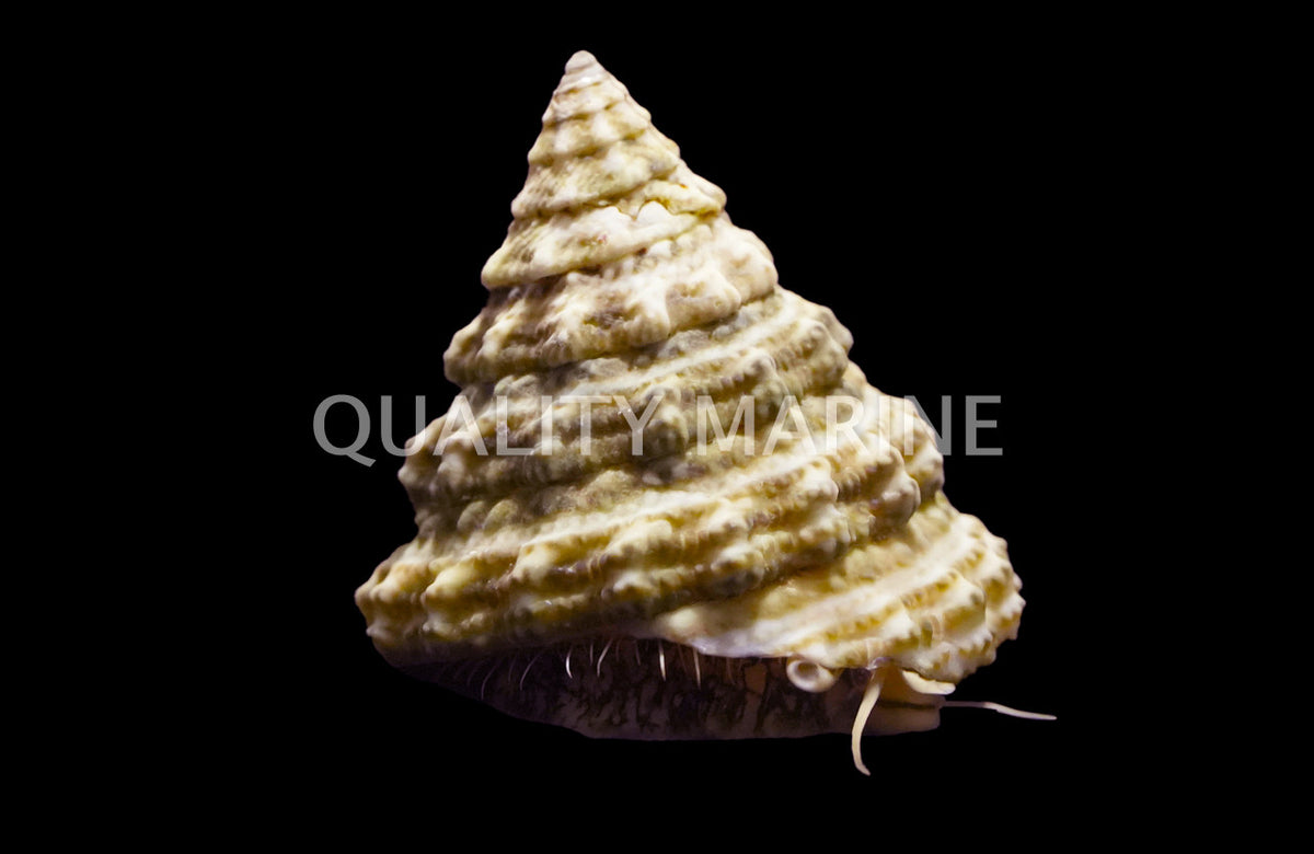 Pyramid Turbo Snail