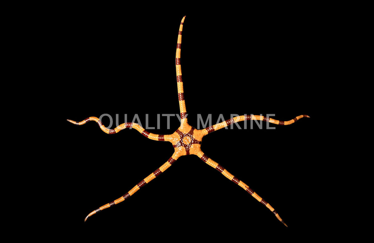 Banded Serpent Star (Ophioderma appressum) — photo: Quality Marine, used with permission