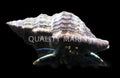 Green Leg Reef Hermit Crab (Clibanarius virescens) - photo courtesy Quality Marine