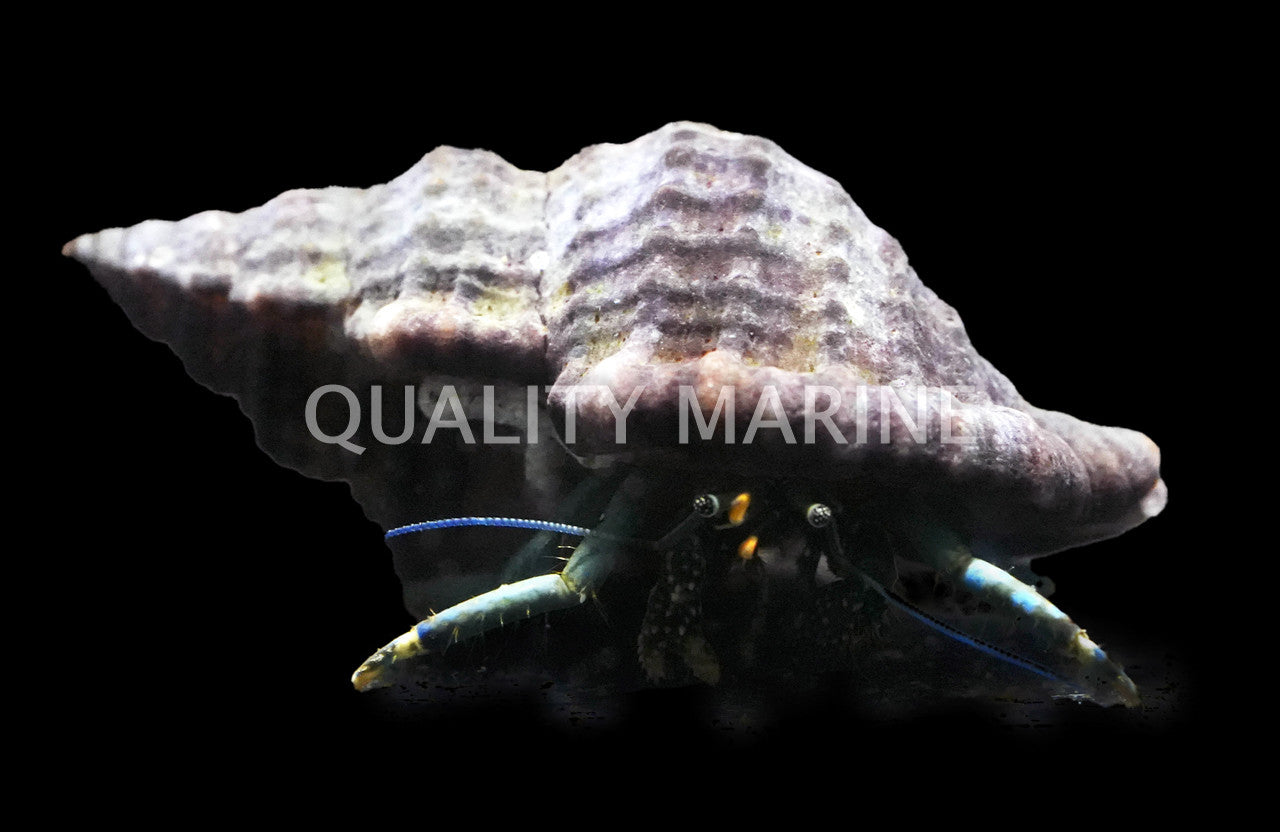 Green Leg Reef Hermit Crab (Clibanarius virescens) - photo courtesy Quality Marine