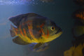 Wild Oscar (Astronotus ocellatus)