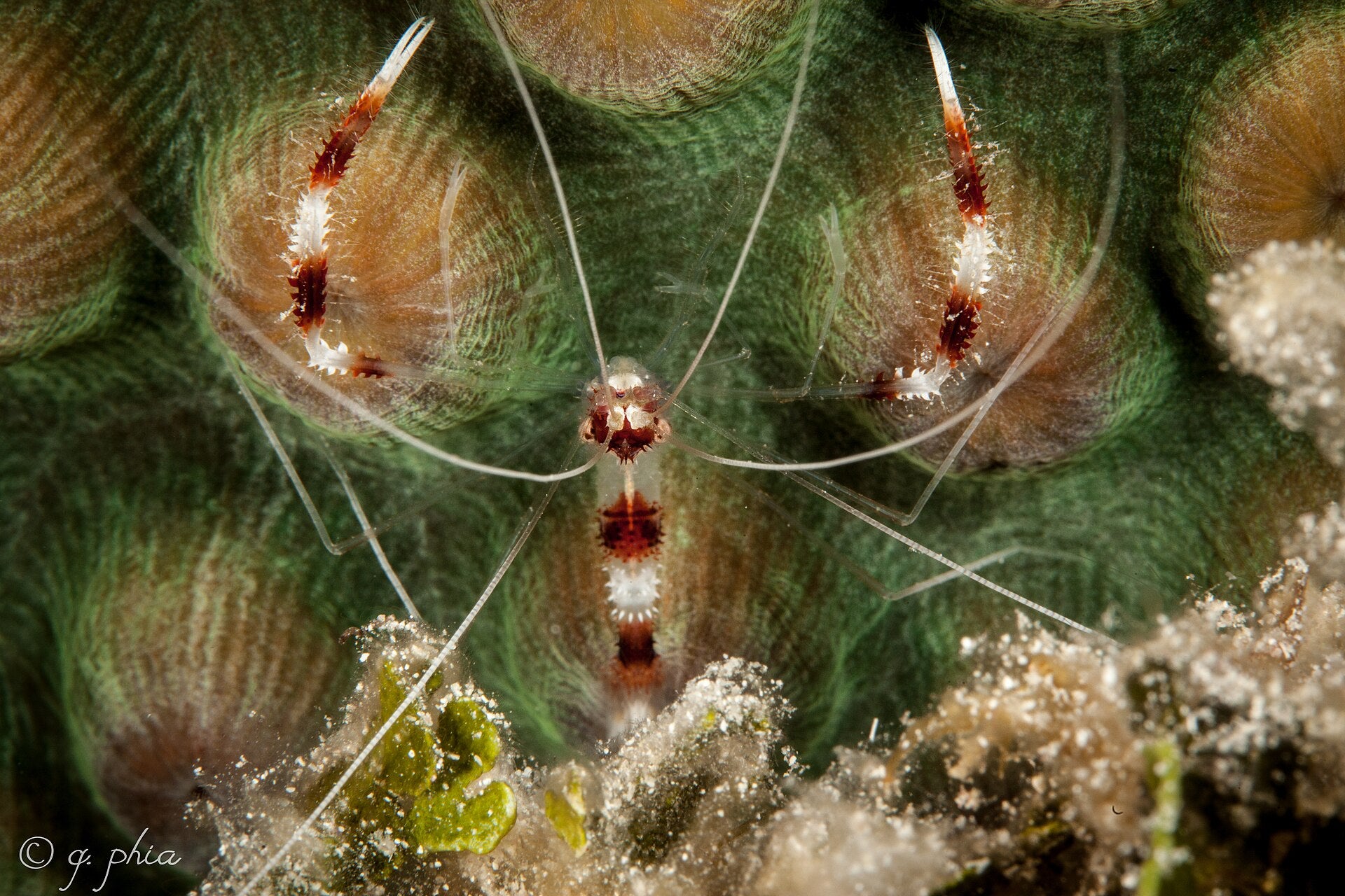 Coral Banded Shrimp (Stenopus hispidus) — photo: q phia, CC BY 2.0, via Wikimedia Commons