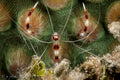 Caribbean Coral Banded Shrimp (Stenopus sp.)