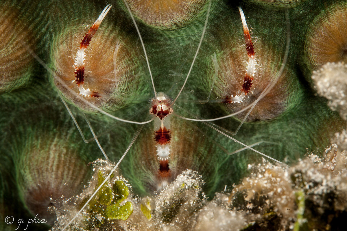 Caribbean Coral Banded Shrimp (Stenopus sp.)