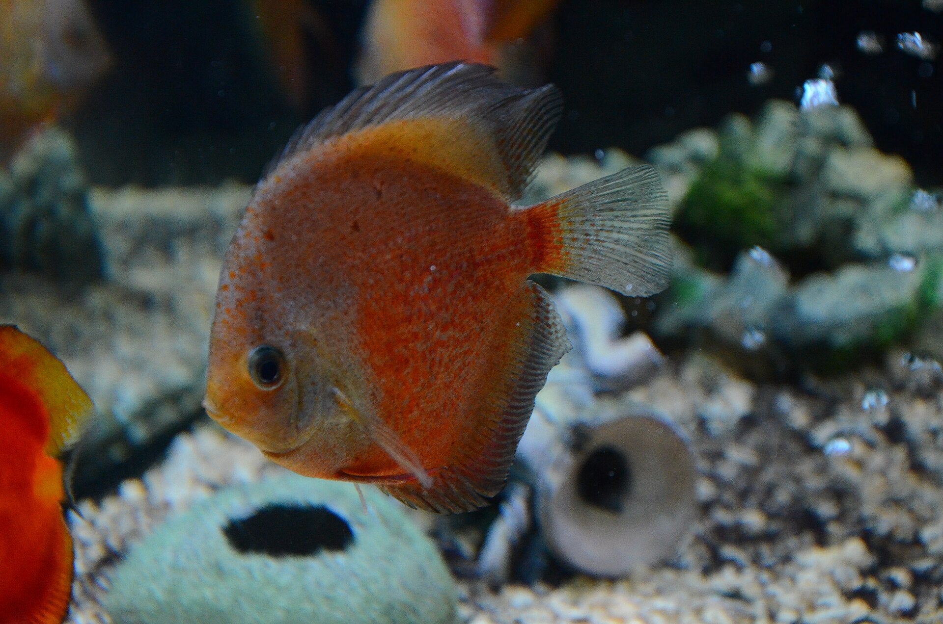 Assorted Discus (Symphysodon aequifasciatus) — photo: Andrey Butko, CC BY-SA 4.0, via Wikimedia Commons