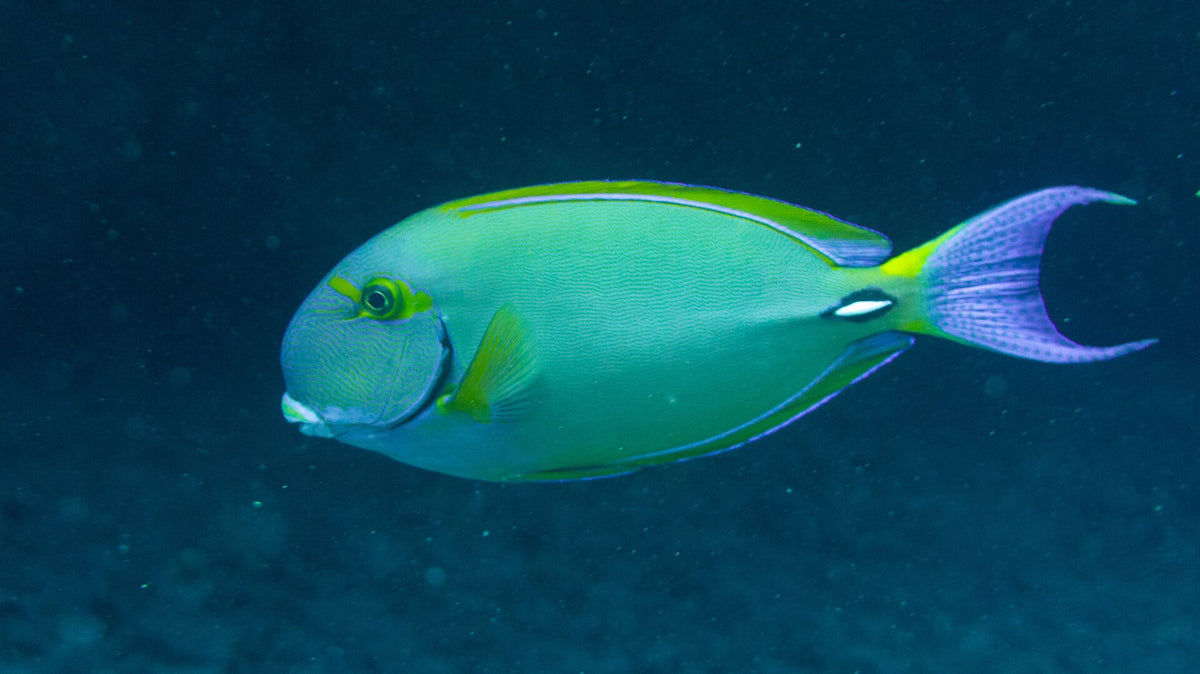 Dussumier Tang (Acanthurus dussumieri)