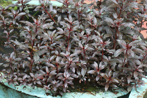 Alternanthera Reineckii Regular — photo: V C balakrishnan, CC BY-SA 4.0, via Wikimedia Commons