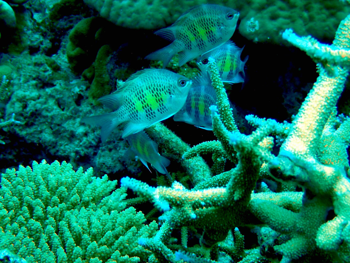 Staghorn Chromis Damsel (Amblyglyphidodon curacao) — photo: Debra Baker, CC BY 4.0, via Wikimedia Commons