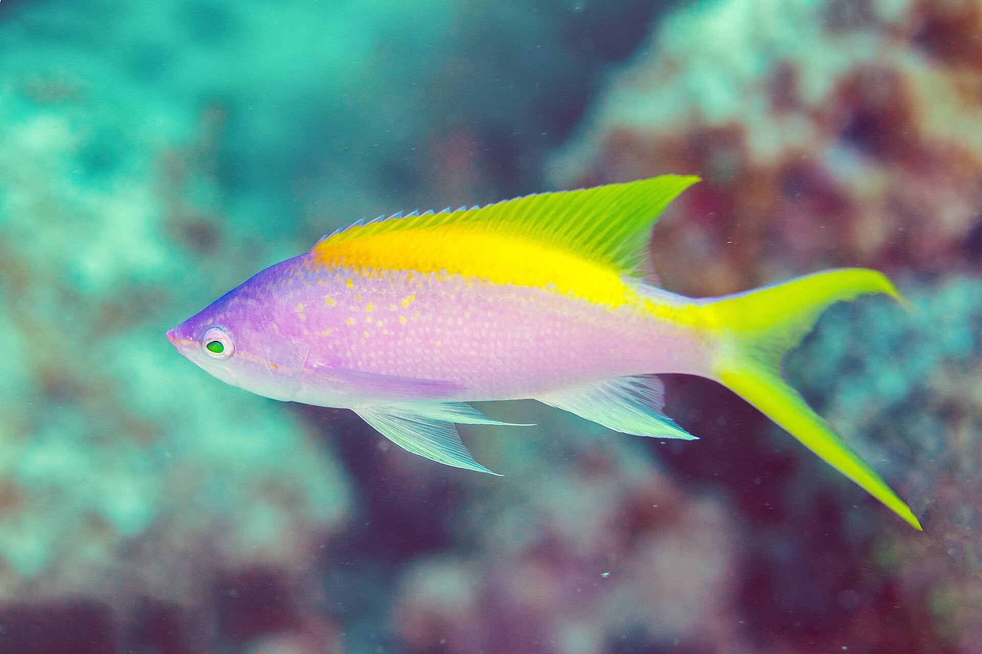 Tricolor Anthias (Pseudanthias evansi) — photo: Diego Delso, CC BY-SA 4.0, via Wikimedia Commons