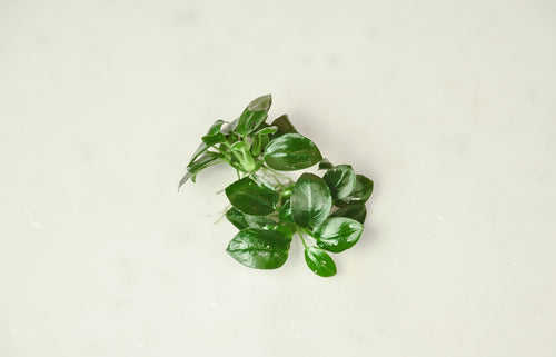 Anubias Nana Petite (Anubias barteri var. nana 'Petite') — photo: Abhik.Mazumdar.73, CC BY 4.0, via Wikimedia Commons