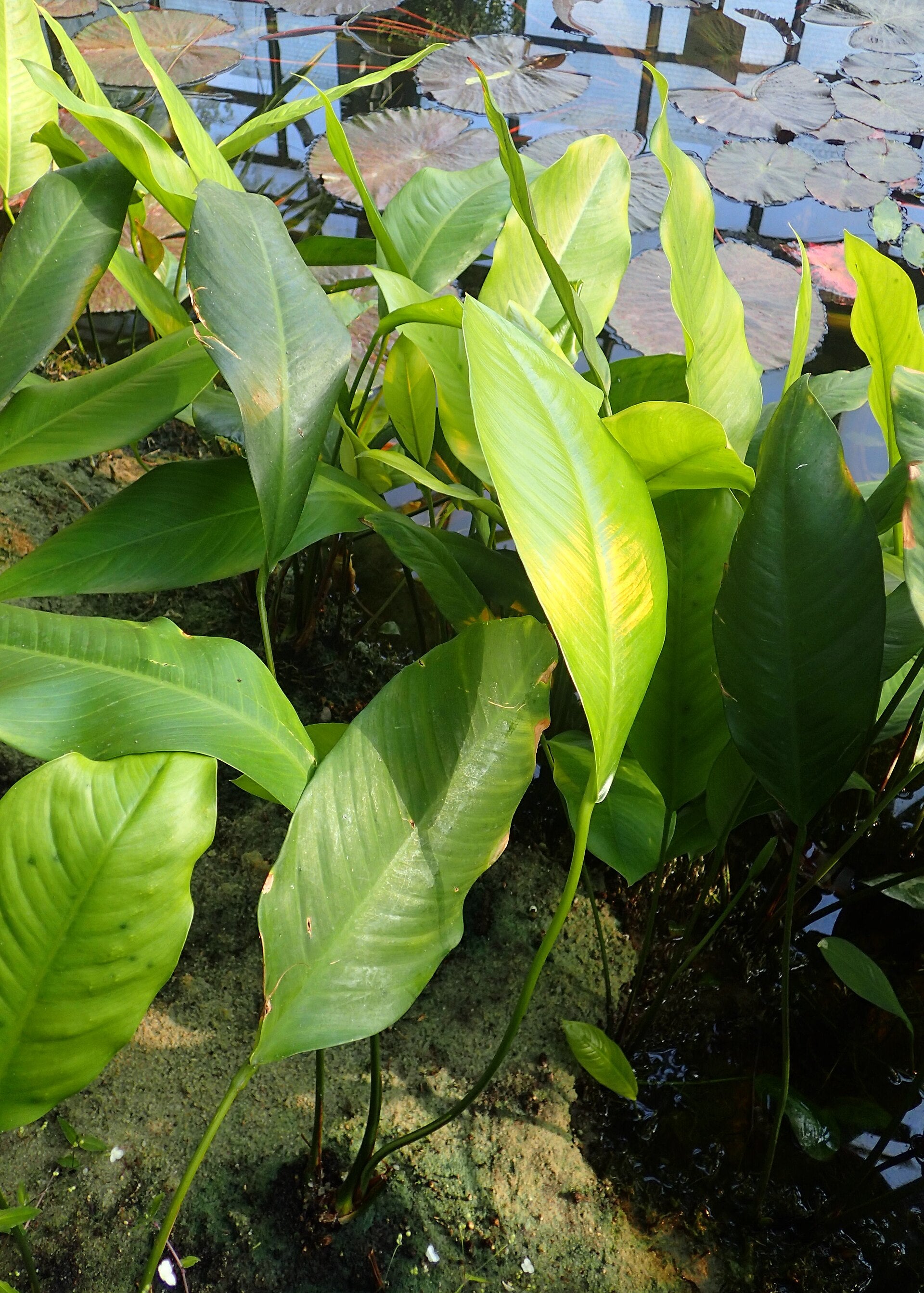 Anubias Lanceolata (Anubias heterophylla) — photo: Krzysztof Ziarnek, Kenraiz, CC BY-SA 4.0, via Wikimedia Commons