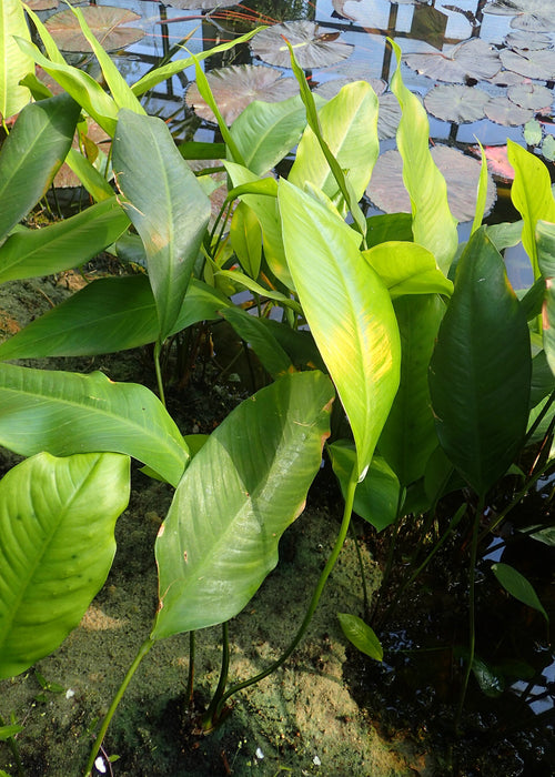 Anubias Lanceolata (Anubias heterophylla) — photo: Krzysztof Ziarnek, Kenraiz, CC BY-SA 4.0, via Wikimedia Commons