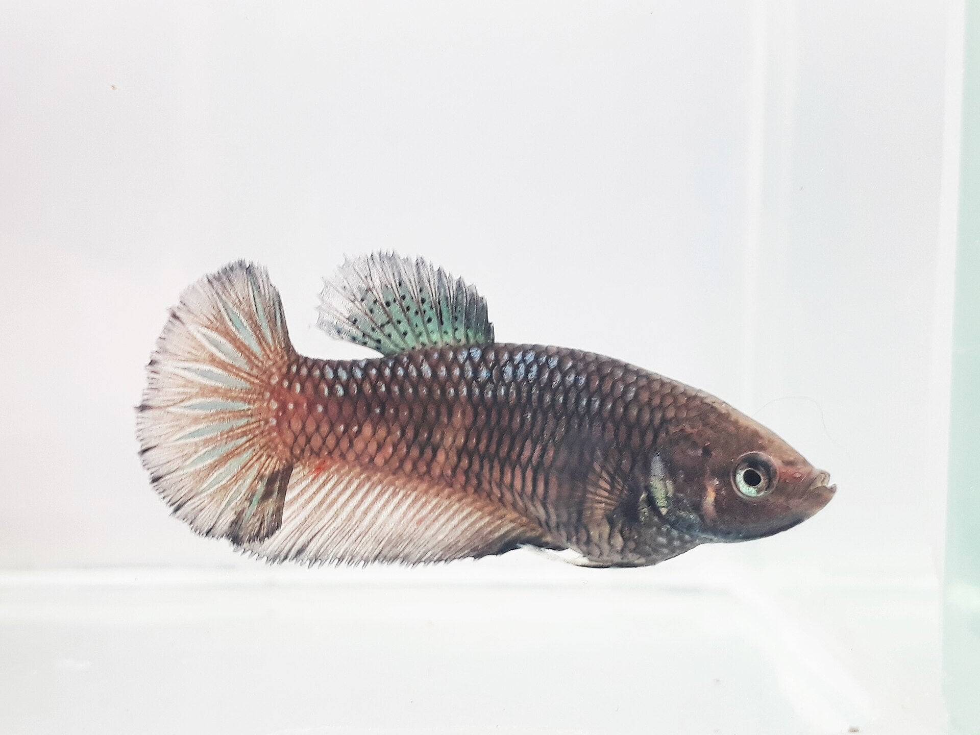 Female Betta (Betta splendens) — photo: BETTAS ZERO, CC BY-SA 4.0, via Wikimedia Commons