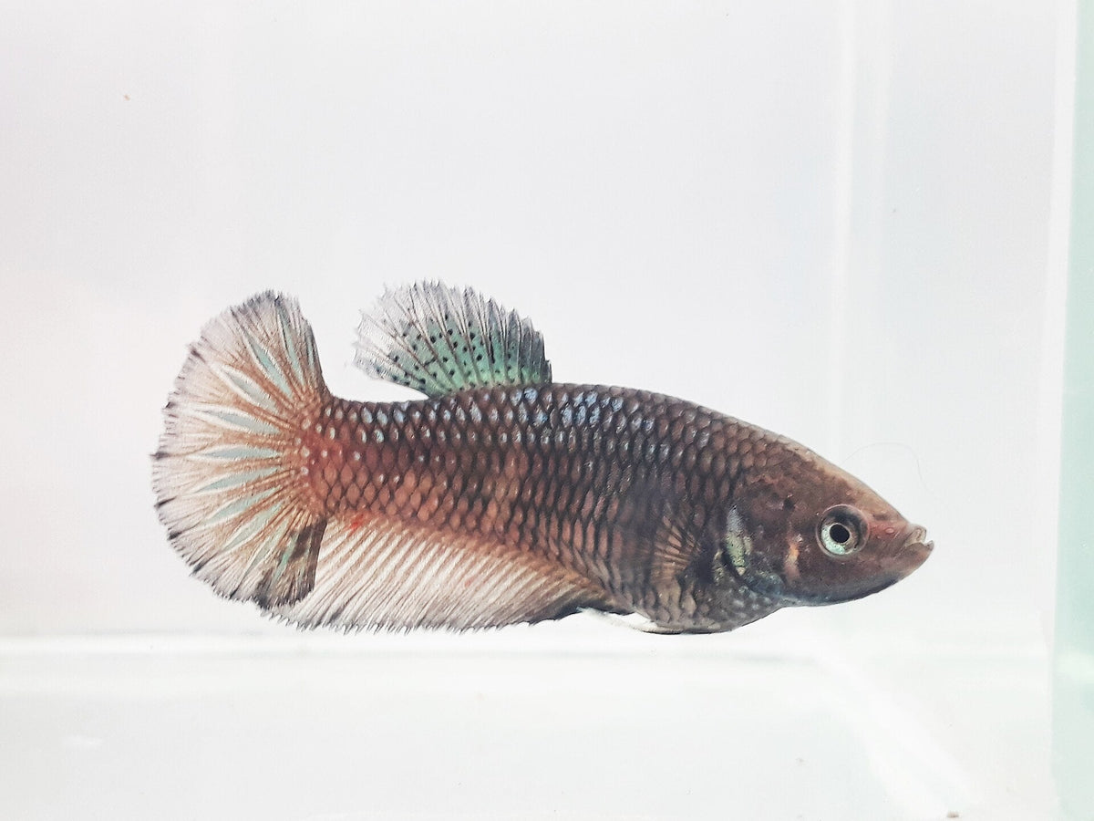 Female Betta (Betta splendens)