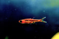 Chili Rasbora (Boraras brigittae)