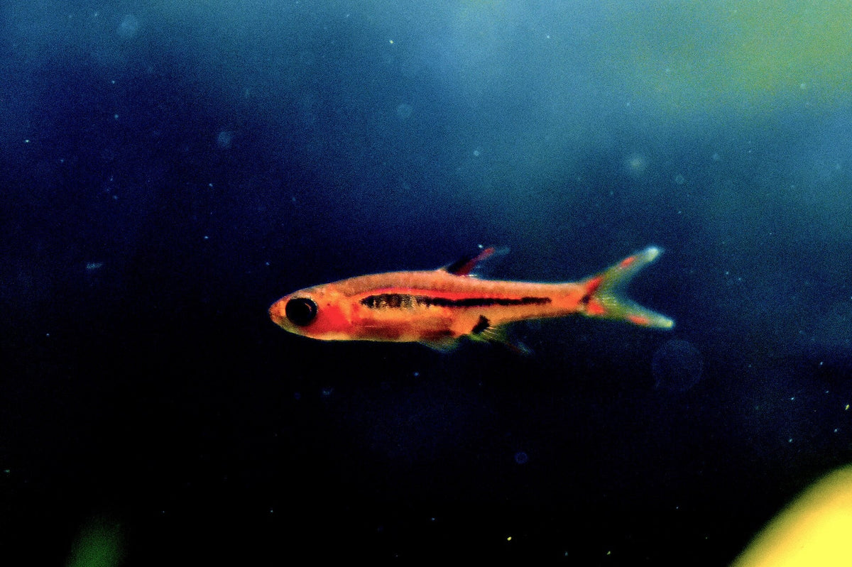 Chili Rasbora (Boraras brigittae)