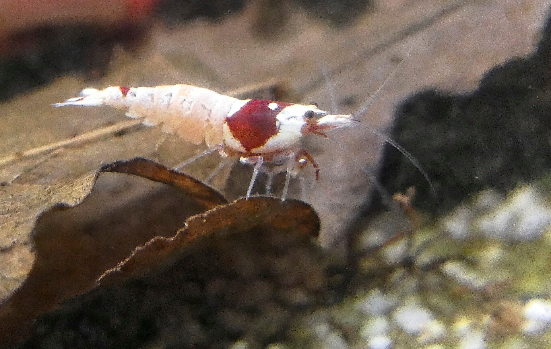 Pure Red Line Shrimp (Caridina cf. cantonensis 'Crystal Red') — photo: 5snake5, CC0, via Wikimedia Commons