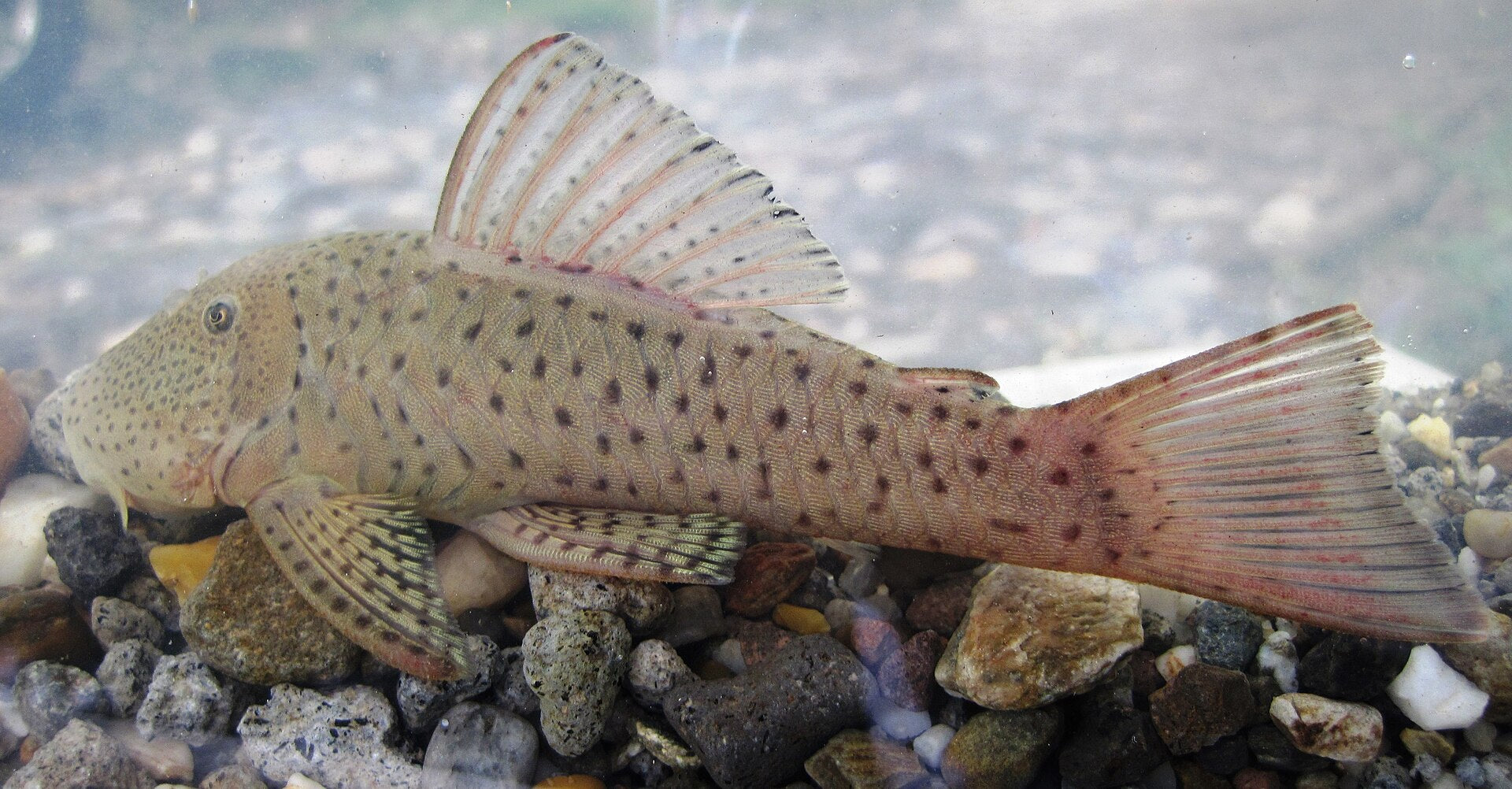 Rubber Lip Pleco (Chaetostoma milesi) — photo: Ictiologia Universidad Católica de Oriente, CC BY 2.0, via Wikimedia Commons