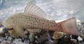 Rubber Lip Pleco (Chaetostoma sp.)