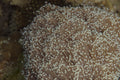 Torch Coral (Euphyllia sp.)