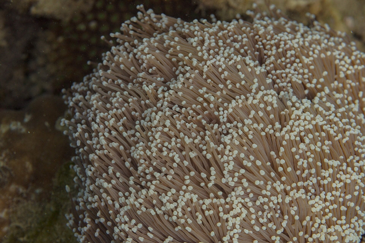 Torch Coral (Euphyllia sp.)
